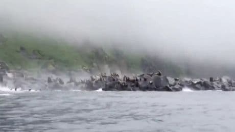 Una colonia de leones marinos huye atemorizada al mar por el potente seísmo