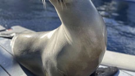 Scientists once thought only humans could bob to music. Ronan the sea lion helped prove them wrong