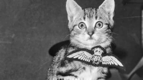 Gatti paracadutati dal cielo: la strana operazione "Cat Drop"