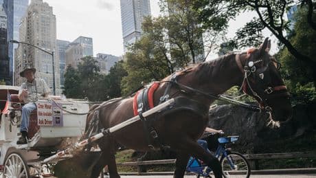 Central Park Group Wants Ban on Horse-Drawn Carriages