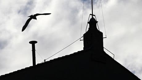 Metáforas aviares