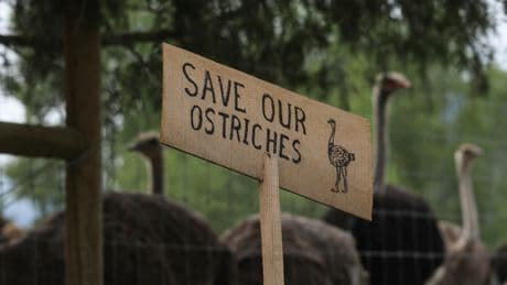 RFK Jr. and Dr. Oz Want Canada to Save Ostriches on Farm With Avian Flu