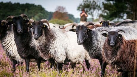 Der schöne Schluss: Marken glänzen, wo es niemand erwartet. Auch in der Heide