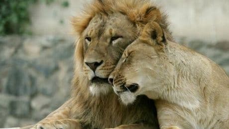 Danimarca, uno zoo vuole sfamare i leoni con gli animali domestici: «Portateci conigli o cavalli per i nostri predatori»