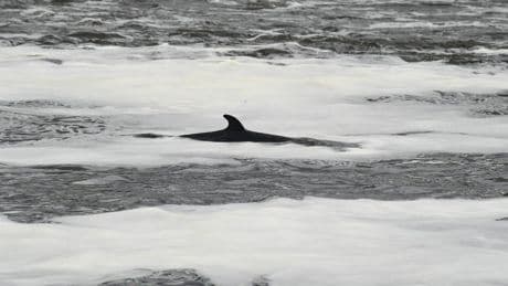 Whale killed and passenger thrown overboard after boat collision in New Jersey
