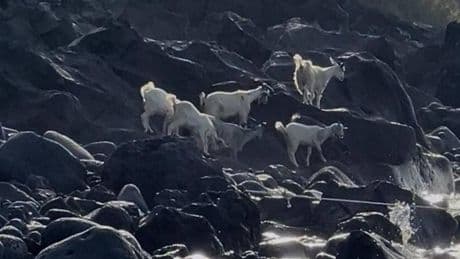 "Te le ritrovi anche nel letto". La strana storia delle capre di Stromboli