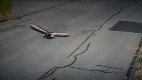 Schweiz: Ente in Köniz geblitzt – genau wie vor sieben Jahren