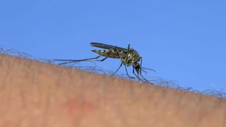 Mückenplage breitet sich aus - West-Nil-Virus fordert Todesopfer in Italien