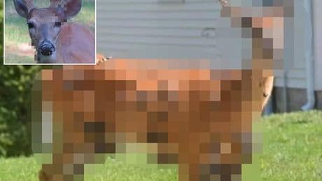 Mutant deer with horrifying flesh bubbles spotted in US as fears of an outbreak grip the nation