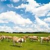 Die Kühe verschwinden, der Landwirt auch: Warum Rindfleisch aus Brandenburg immer teurer wird