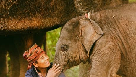 From elephant and bear sanctuaries to whale watching and tiger rescues: Thailand’s ethical wildlife getaways