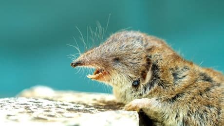 Mann in Bayern nach Borna-Virus-Infektion gestorben: Was Sie wissen müssen