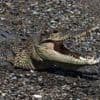 Indonesien: Krokodil tötet Mann auf Sumatra