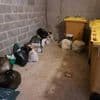 Dans les Côtes-d’Armor, leurs conteneurs à poubelles n’ont pas été sortis pendant près de 6 semaines