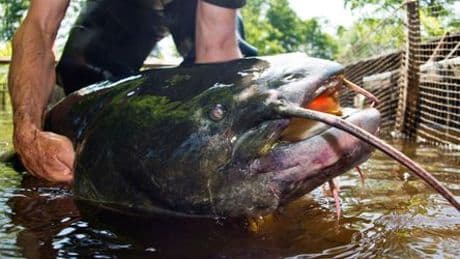 Zwei-Meter-Wels im Brombachsee in Bayern: Wie gefährlich sind die Tiere für Badende?