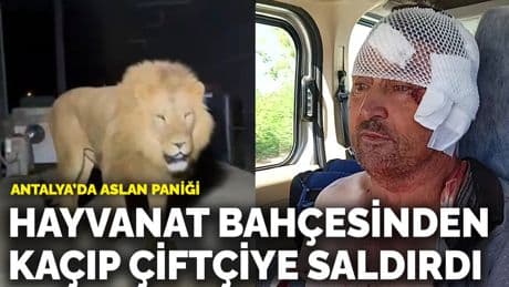 Antalya'da aslan paniği! Hayvanat bahçesinden kaçıp çiftçiye saldırdı