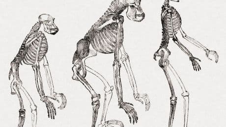 Uncovering the Genes That Let Our Ancestors Walk Upright
