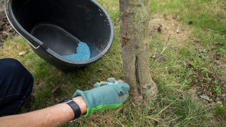Achtung Gartenfreunde: Beliebter Rasendünger macht Ihr Moosproblem schlimmer