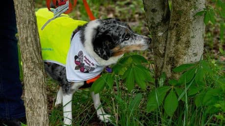 Four-legged investigators sniff out spotted lanternfly eggs to slow the spread of invasive pest