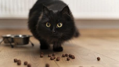 La ciencia detrás de una ‘croqueta’ de pienso: cómo se fabrica el alimento seco para animales