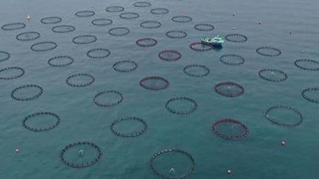 Doğu Karadeniz'in 4 aylık su ürünleri ihracatı 47,8 milyon doları aştı