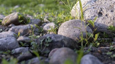 Levantan una piedra y encuentran un extraño animal que se creía extinto desde hace 20 años