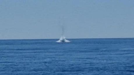 Sestri Levante, neutralizzato l’ordigno bellico: l’esplosione in mare | Video