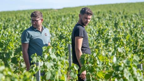 ‘Is It Happening?’: Trump’s Tariffs Bring Uncertainty to Beaujolais