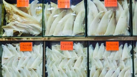 Mapping Two Decades Of Shark Product Trade: What It Means For Sustainability