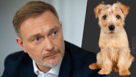 Unfalldrama in Berlin - Christian Lindner überfährt Hund von Starproduzent