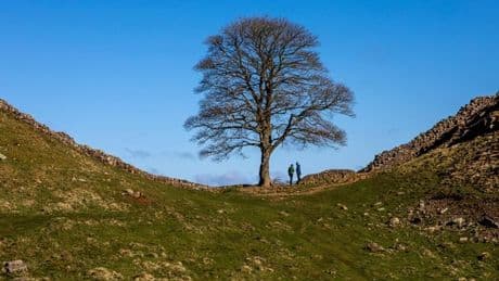 Remarkable history of felled Sycamore Gap tree from film icon to bitter feud