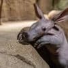 Frida statt Friedrich: Erdferkel-Junges im Berliner Zoo ist weiblich