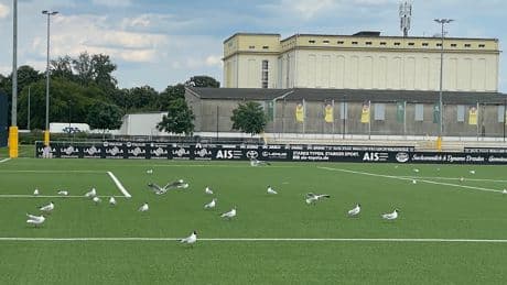 Sie fressen den Kunstrasen - Möwen-Attacke auf Dynamo Dresden