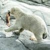 Hühner, Kaninchen und Pferde: Dänischer Zoo bittet um Futterspenden für seine Raubtiere