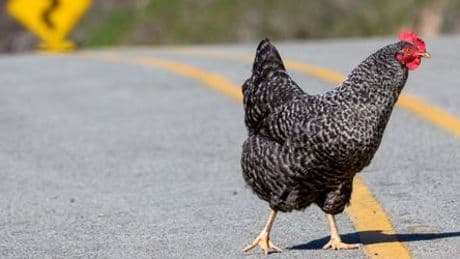 Florida: Frau überfährt Huhn absichtlich – und wird dafür von anderer Autofahrerin angegriffen