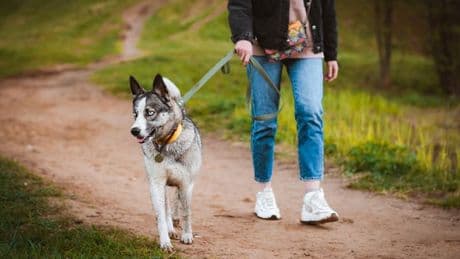 Met Office issues advice for dog owners in 68 areas ahead of Storm Floris