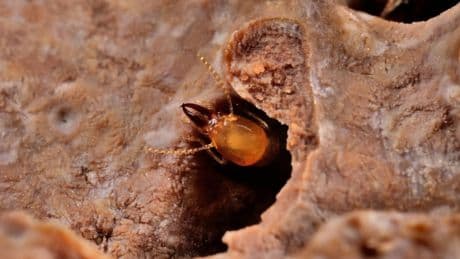 Dos especies de termitas invasoras se aparean y generan un 'híbrido' que hace saltar las alarmas