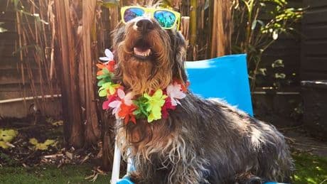 Four common summer culprits all dog owners must watch out for in hot weather