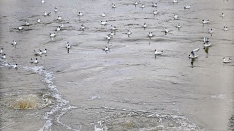 Thames Water | Privater Wasserbetrieb vor dem Kollaps