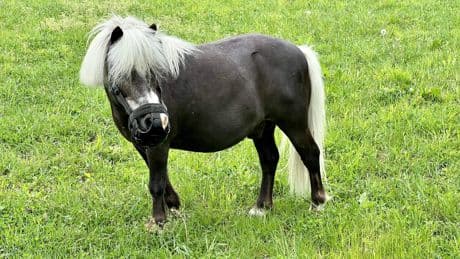 Man (38) had meermaals seks met shetlandpony: ’Ik wilde oefenen, het was even geleden met een vrouw’