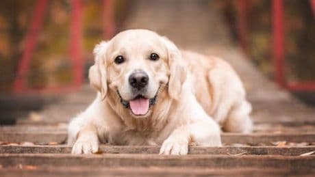 Eğitilmiş köpekler, Parkinson hastalığını semptomlar ortaya çıkmadan yıllar önce yüzde 98 oranla doğru tespit etti