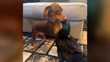 Nix Jagdhund! - Hund liebt seine Haus-Ente
