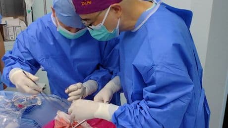 Xenotransplantation: Erstmals Schweinelunge in einen Menschen transplantiert