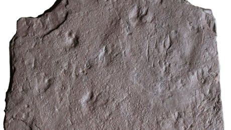 Bombshell discovery of 'earliest footprints ever' completely rewrites theory of evolution
