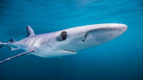 How Blue Sharks Spread Plastic Pollution Across The Ocean