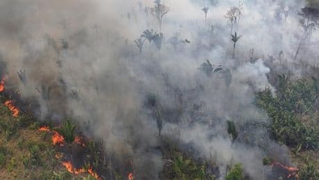 Au Brésil, la déforestation en Amazonie s’est accélérée au cours des dix derniers mois