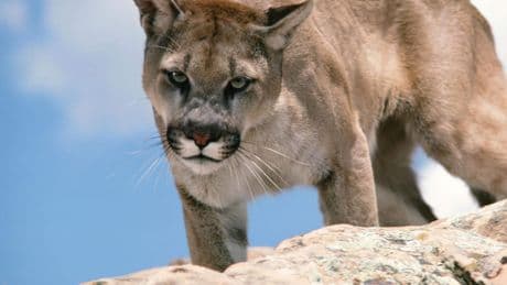 Bergleeuw bespringt kleuter in Washington National Park: ’Hij had het niet overleefd als zijn vader er niet tussen was gesprongen’