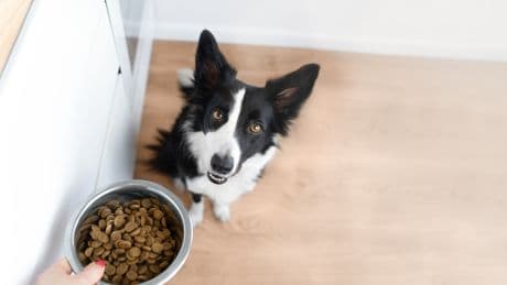 Hundefutter: Stiftung Warentest empfiehlt jedes dritte Produkt