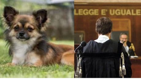 Il chihuahua scappa dal vicino, va a recuperarlo ma viene scambiato per un ladro e finisce a processo per furto
