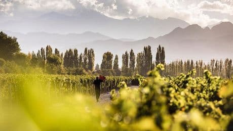 Wine[ry] Of The Month: A Sky-High Surprise In The Andes